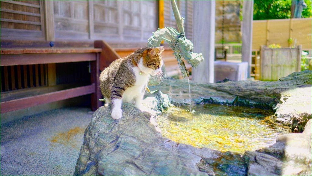 NHK BSプレミアムの世界ネコ歩きにも出演した猫